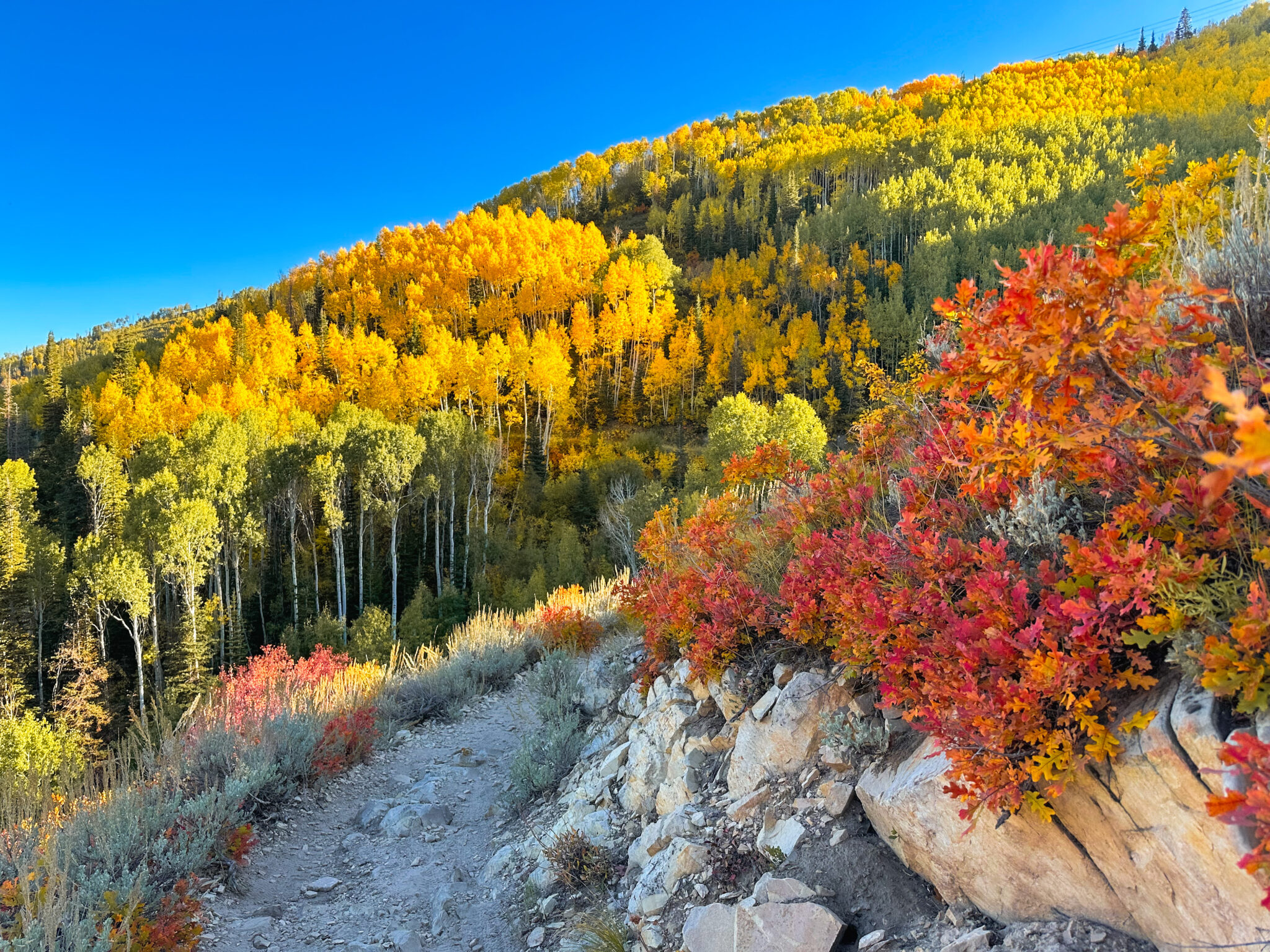 Halloween delights, a seasonal celebration in Park City Newpark Resort